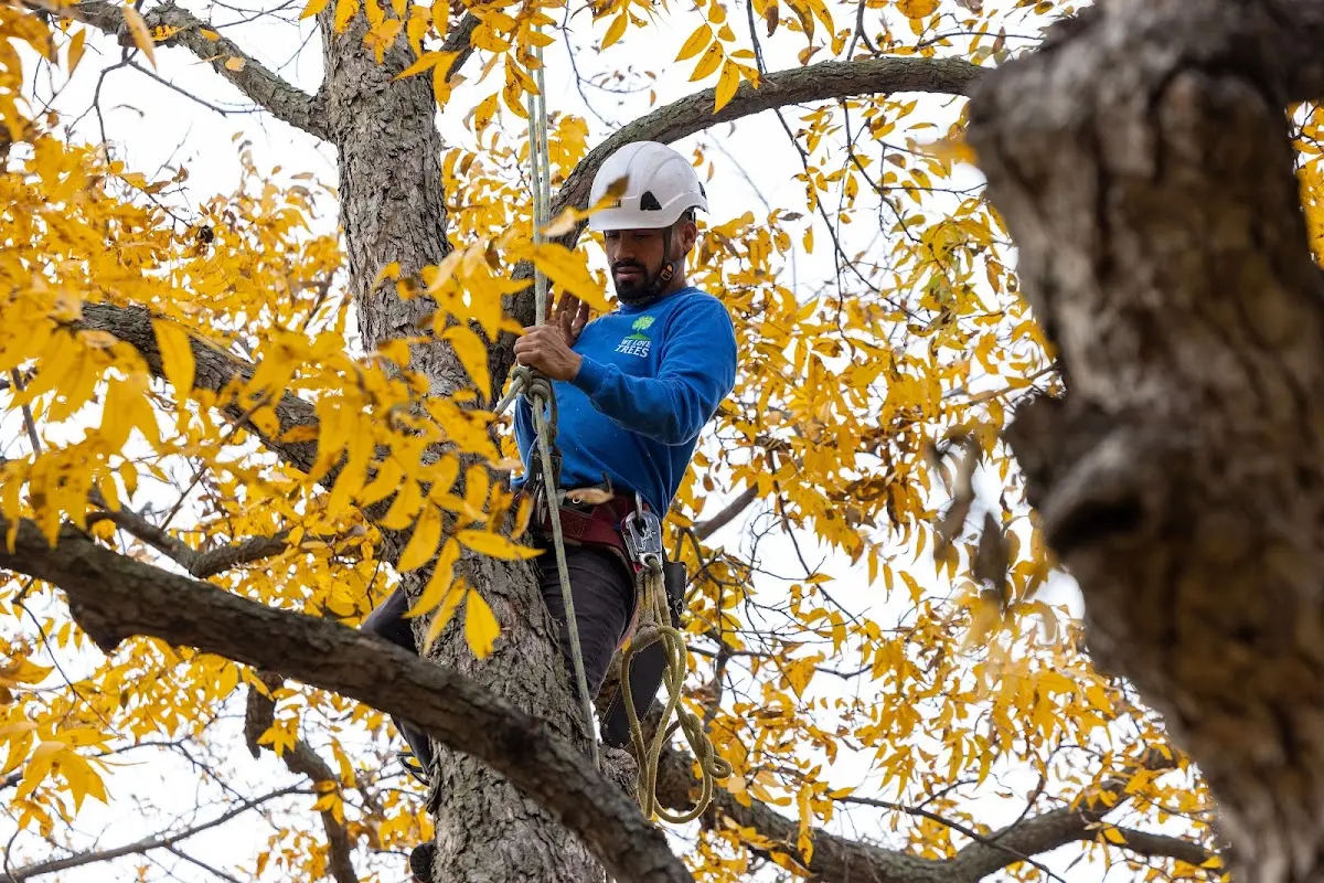 Skilled Tree Planting crew working in New Windsor